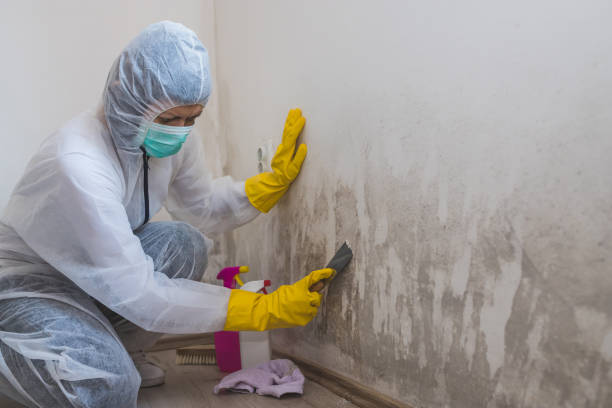 Trusted Inverness, FL Mold Remediation Experts